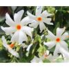 Generico 10 SEMI DI GELSOMINO NOTTURNO NYCTANTHES arbor tristis semi freschi