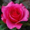 le Georgiche Vivai le Georgiche - Pianta vera di Rosa - Rosa Bengala - vaso Ø 18 cm