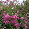 Generic Campsis grandiflora - tromba balcone resistenti ufficio giardino 3piante