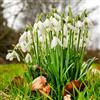 VIRIDIMANIA Bulbi da Fiore Autunnali Olandesi | Selezione di Bulbose a Fioritura Primaverile | Ottima Qualità e Fioritura Garantita (20 Bulbi di Galanthus nivalis ''BUCANEVE'')