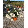 VIVAIO GARDEN FOREST Rosa Iceberg Vaso 24 cm Arbusto da Cespuglio | Floribunda, Per Pieno Sole