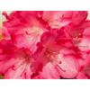 Generisch Rododendro Yakushimanum Fantastica con fiori rosa brillante, 25 - 30 cm, resistente all'inverno
