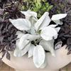 le Georgiche Vivai le Georgiche - Pianta vera di Senecio candicans Angel Wings Senecio candidati 'Senaw' Ali d'angelo, Cavolo di mare - vaso Ø 13 cm