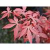 Vivaio di Castelletto Acero rosso giapponese Acero palmatum Hime Shojo pianta in vaso ø18 cm Vivaio di Castelletto