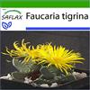 SAFLAX - Faucaria tigrina - 40 semi - Con substrato - Faucaria tigrina