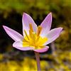 VIRIDIMANIA Bulbi di Tulipani | Collezione Varietà Esclusive da Autunno a Primavera | Alta Qualità e Controllo Selezionato | Fioritura Garantita (15 Bulbi di Tulipani SAXATILIS)
