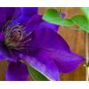 Gardenaria Clematis 'The President' Pianta Rampicante da Esterno, Colore Viola Porpora, Altezza 100/125 cm, Vaso 19, 1 Pianta