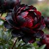 Nyugs Peonia- Rizomi Peonia Resistenti- Rizomi Perenni Giardino- Piantagioni Peonia Rari Giardino- Elegante Arbusto Peonia-i-2 rizomi
