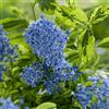 le Georgiche Vivai le Georgiche - Pianta vera di Ceanothus El Dorado C. thyrsiflorus 'El Dorado', C. 'Perado' Lillà della California 'El Dorado' - vaso Ø 15 cm - altezza alla vendita 20-30 cm