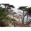 Generic 40 Semi di Cipresso di Monterey, Cedro Limone (Cupressus Macrocarpa) - Albero Ornamentale Sempreverde