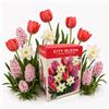 Nojaus Sėklos Nojus - City Bloom - Spring Harmony Mix di bulbi di fiori primaverili 18 | Set di tulipani Van Eijk, giacinti Fondant e narcisi Mount Hood - per giardino, balcone e terrazza
