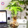 Generic 1 Samen/bag pachira macrocarpa, pachira Samen, pachira acquatica, Bonsai-Baumsamen, Topfblumensamen Geld Baum Hausgarten Pflanze 5