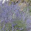 Generic Perovskia atriplicifolia - decorazione del soggiorno rampicanti esterno varietà antiche interno raro giardino roccioso giardino sul balcone balcone in vaso 300semi
