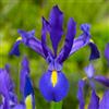 VIRIDIMANIA Bulbi di Iris | Esclusiva selezione dai migliori produttori Olandesi | Controllo Qualità | Fioritura garantita. (10 Bulbi di IRIS HOLLANDICA BLU)
