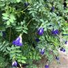 Generic Clitoria ternatea - giardino di d'appartamento autunnali, 400semi