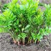 Generic levistico biologico resistenti in vaso biologiche per la copertura del terreno decorazioni giardino per esterni tappezzanti coltivazione di 350semi