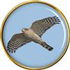 Spilla Spillo Falconetto