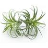 ZJCilected 2 bromeliadi artificiali in tillandsia, per interni ed esterni, per decorazioni domestiche, decorazioni per terrari, composizioni, ufficio e display (piccolo)