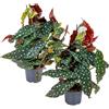 Bloomique - Set di 2 - Begonia Maculata - Pianta Maculata - Pianta a Punti - Pianta da Interno - Purifica l'Aria - Altezza 20-30 cm - Vaso 12 cm