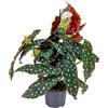 Bloomique - Begonia Maculata - Pianta Maculata - Pianta a Punti - Pianta da Interno - Purifica l'Aria - Altezza 20-30 cm - Vaso 12 cm