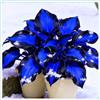 WCFHJSX Classic Hosta di Alta Qualità, Foglie Variegate,Resistenti,Ideali per Aree Ombreggiate.-4rhizome-A