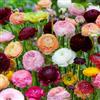 FLORIUM - Ranuncoli, collezione dai colori vivaci (30 tuberi). Bulbi di ranuncolo rustici dall'Olanda. Miscela perenne in 5 colori. Vere piante per giardino e balcone (non artificiale)