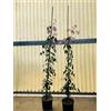 Generico Pandorea jasminoides pink, bignonia rosa, pianta rampicante in vaso 16cm