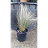 Generico Stipa Tenuissima. Vs17 piante e giardino. Cespuglio decorativo