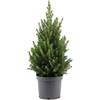 Bloomique - Picea Glauca Dicembre - Mini Albero di Natale - Abete nano - Decorazione natalizia - Per interni ed esterni - Resistente all'inverno - Sempreverde - Altezza 40-60 cm - Vaso 19 cm