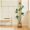 Blaine - Piante Finte da Interno Dracena Reflexa 150 cm | Aspetto Iperrealistico per la Decorazione della Camera degli Interni e dell'Ufficio Senza Manutenzione