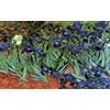 Collection D'Art Collection d' Art Stampato Tela Iris, (van Gogh)