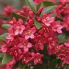 Generic ESCALLONIA RED DREAM fiore ROSSO sempreverde in vaso16cm AMDGarden