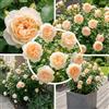 FLORIUM Rosa Crema, 1 Pianta a Radici Nude | 1 rosa con radici nude, crema rustica, perenne, profumata, olandese, per giardino e vaso