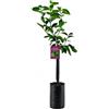SUN TOUCH Pianta di Lime - Citrus aurantiifolia - H100cm inclusa Fitocella