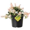 Plantì TRACHELOSPERMUM JASMINOIDES (SUNSET). Gelsomino rampicante con fogliame variegato, vaso da 19 cm. Piante vere per esterno con profumati fiori bianchi. 6 mesi di concimazione inclusi.