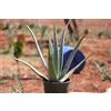 Teo Natura TeoNatura Pianta di Aloe Vera Biologica in Vaso 16cm - Pianta Viva 5 Anni | Coltivata a Marsala, Sicilia | Certificata IT BIO 005 - Made in Sicily