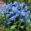 VIRIDIMANIA Bulbi da Fiore Autunnali Olandesi | Selezione di Bulbose a Fioritura Primaverile | Ottima Qualità e Fioritura Garantita (20 Bulbi di Scilla siberica)