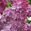 AMDgarden Lillà Fiore Rosa Syringa Meyeri Flowerfesta Pink in Vaso 18 cm Resistente alla Siccità Ideale per Esterni