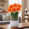Florium Bulbi di Amaryllis Perenni - Celica - 1 Bulbo | Bulbo di amaryllis grande dall'Olanda, calibro 26/30, per vaso e interni, perenne (senza semi)