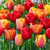VIRIDIMANIA Bulbi di Tulipani | Bulbi provenienti dai migliori produttori Olandesi | Esclusiva selezione e controllo qualità | Fioritura garantita. (15 Bulbi di Tulipani ROSSI, ARANCIO E GIALLI)