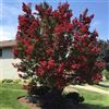 Vivaio di Castelletto Lagerstroemia indica Dynamite Rossa Cespuglio Mastello ø55 cm h oltre 2 Mt | Mirto Crespo Vivaio di Castelletto