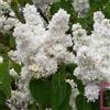 AMDGarden Pianta Lilla' bianco Profumato Syringa Vulgaris Lemoine in vaso 18 cm AMDGarden