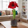 Florium Bulbi di Amaryllis Perenni - Dark Magic - 1 Bulbo | Bulbo di amaryllis grande dall'Olanda, calibro 26/30, per vaso e interni, perenne (senza semi)