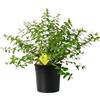 Plantì HYPERICUM HIDECOTE Arbusto sempreverde da esterno, vaso da 19 cm. Piante vere per giardino e terrazzo con fiori gialli brillanti. 6 mesi di concimazione inclusi