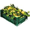 Generico LIMONI NON TRATTATI e GARANTITI BUCCIA EDIBILE - 4,5 KG - CALIBRO MISTO - Giardino Digitale - Prodotti in Calabria - ITALIA