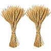 Fairblo 200 Pezzi Spighe di Grano Decorative 40 cm Fiori Secchi Decorativi | Spighe di Grano Secche, Spighe Fiori Essiccati per Matrimonio Chiesa Camino Tavolo da Pranzo Decorazione Della Casa