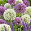VIRIDIMANIA Bulbi da Fiore SELECTION | Bulbi dai migliori produttori Olandesi | Selezione e controllo qualità | Fioritura garantita. (3 Bulbi di ALLIUM GIGANTE)