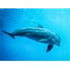 Smartbox Acquario di Genova: 1 biglietto giornaliero adulto e 1 biglietto bambino con pranzo