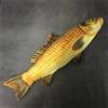IllusioTech Pesce Gigante 54 cm Apparizione Trucco Magia da Palco FISM 2019 Illusione