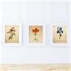 Nacnic Set 3 Stampe artistiche vintage. Sfondo stampe con colori neutri rapprsentazione floreale. immagini di fiori vintage. raffigurazioni della natura. stile botanico. piante